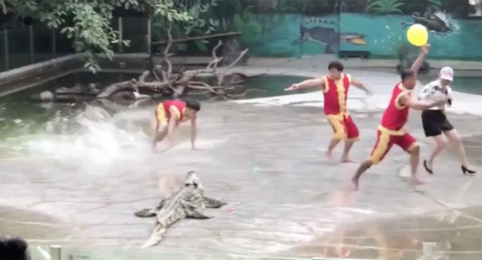 The performers scream as they madly scramble away from the placid crocodile – although the fright was not the animal’s fault! Source: The Express