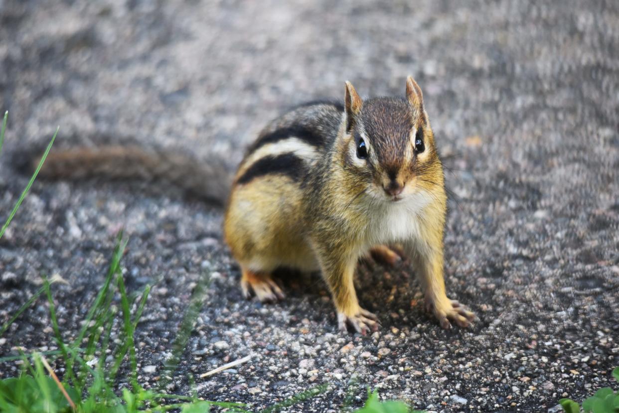 An eastern chipmunk pauses on a sidewalk. Are you seeing chipmunks at your backyard bird feeder?