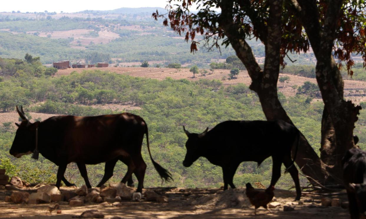 <span>The Kariba conservation project in Zimbabwe covers an area almost the size of Puerto Rico.</span><span>Photograph: Annie Mpalume/The Guardian</span>