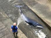 A small whale stranded in the River Thames is seen in this picture obtained from social media in London, Britain