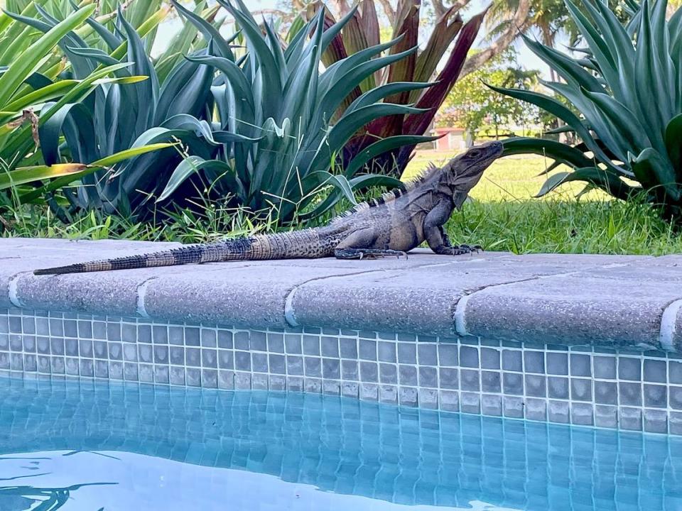 Una iguana toma sol en el Hotel Marriott Los Sueños en Costa Rica