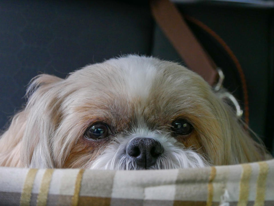 A Shih Tzu is a perfect family dog for a lot of reasons. <p>Shutterstock/Nature Lovin' Geek</p>