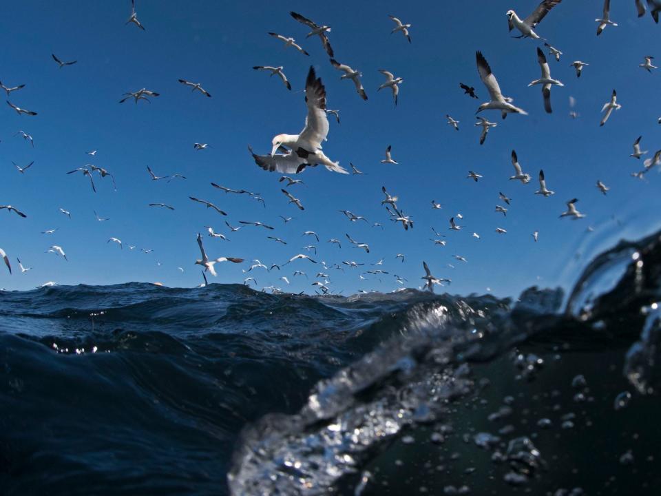 A sky full of gannets diving for mackerel near the Shetland Islands.