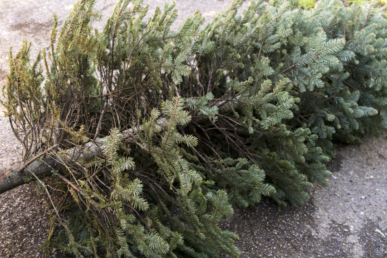 Dead Christmas tree