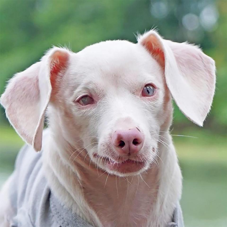 the adorable pink, blind pup, Piglet the Dog, poses for a head shot