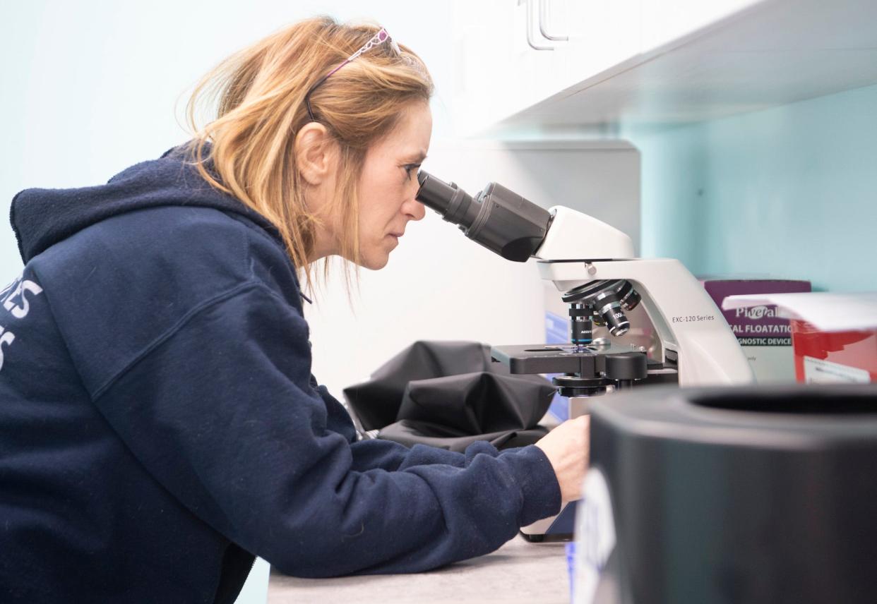 Erin Glenn examines a sample from a patient at VetCheck on their first day of business on Feb. 1, 2024.