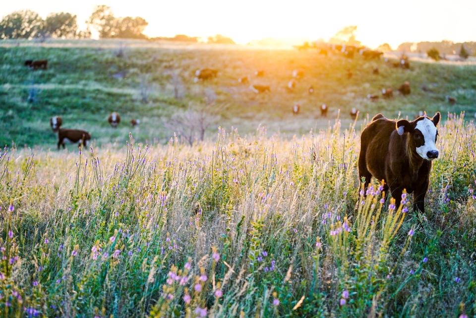 nebraska sunset