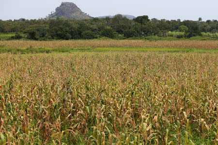 A general view shows the Thrive Agric's farm in Jere, Kaduna, Nigeria October 10, 2018. REUTERS/Afolabi Sotunde