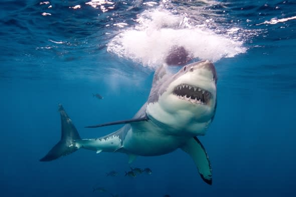 british-surfer-attacked-shark-new-zealand-punched