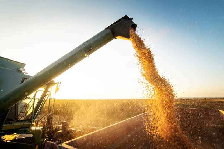 MAIZ

Verter el grano de maIz en el remolque del tractor despuEs de la cosechaPouring corn grain into tractor trailer after harvest