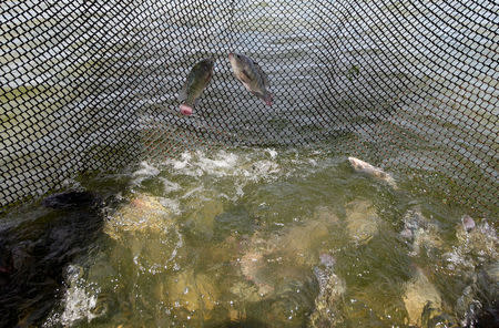 Tilapia fish swim in a tank in Castanhao dam where the fish are cultivated and skins used for the research treating burnt skin, in Jaguaribara, Brazil, April 26, 2017. REUTERS/Paulo Whitaker