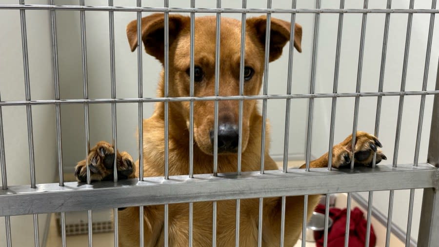 Police found 78 dogs living in unfit conditions at a woman's Norton Shores home. They were taken to an animal shelter to be evaluated. (Jan. 31, 2023)
