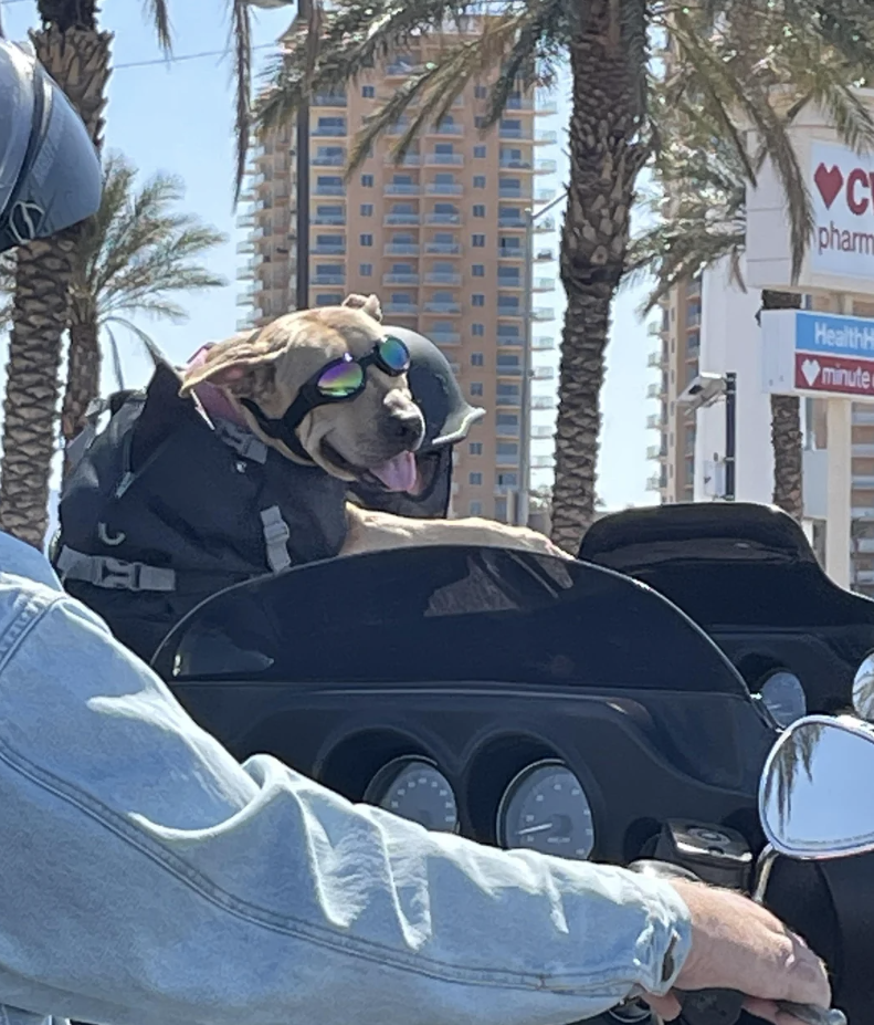 A dog wearing sunglasses and a bandana is riding on the back of a motorcycle, being held by a person. Palm trees and buildings are in the background. Caption reads, "You may be cool, but you’ll never be dog on the back of a motorcycle cool."