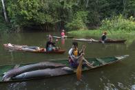 Villagers from the Rumao Island community paddle their canoes loaded with arapaima or pirarucu, the largest freshwater fish species in South America and one of the largest in the world, while fishing in a branch of the Solimoes river, one of the main tributaries of the Amazon, in the Mamiraua nature reserve near Fonte Boa about 600 km (373 miles) west of Manaus, November 24, 2013. Catching the arapaima, a fish that is sought after for its meat and is considered by biologists to be a living fossil, is only allowed once a year by Brazil's environmental protection agency. The minimum size allowed for a fisherman to keep an arapaima is 1.5 meters (4.9 feet). Picture taken November 24, 2013. REUTERS/Bruno Kelly (BRAZIL - Tags: ENVIRONMENT SOCIETY ANIMALS) ATTENTION EDITORS: PICTURE 08 OF 22 FOR PACKAGE 'FISHING FOR BRAZIL'S FOSSILS'. TO FIND ALL IMAGES SEARCH 'ARAPAIMA KELLY'