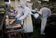 Employees of Misaki Megumi Suisan Co. process frozen tuna for shipping in Miura, Japan