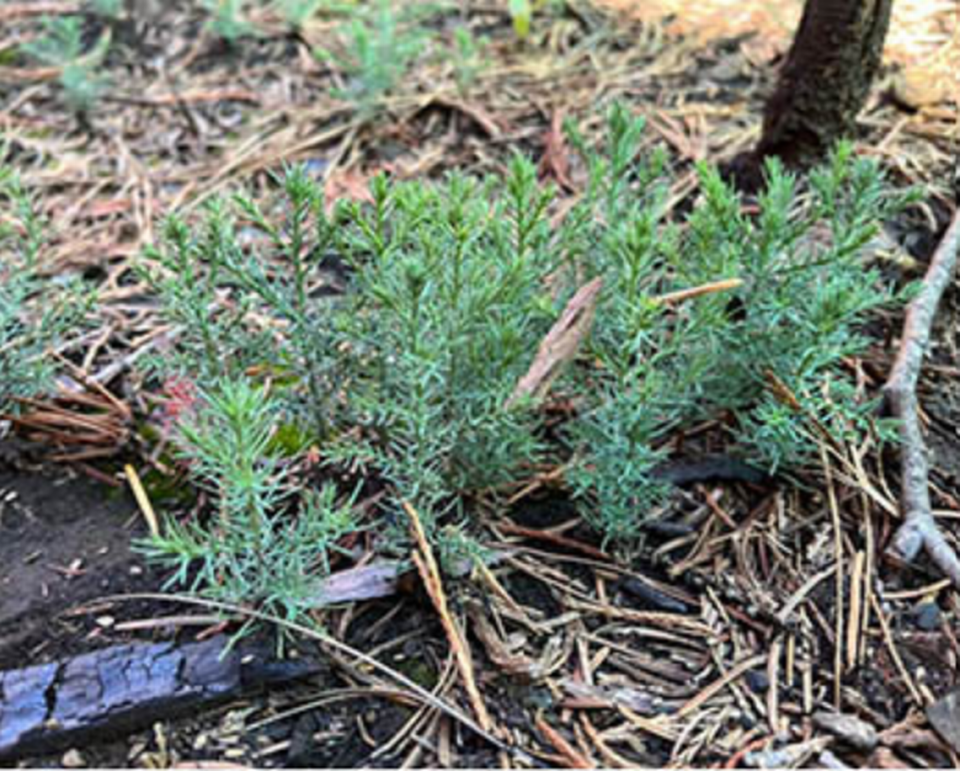 Thousands of sequoia seedlings now surround The Orphans in the North Grove of Calaveras Big Trees State Park.