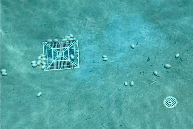 <p>Courtesy of Humane Iguana Control</p> Iguana eggs found at the bottom of a Florida resort's pool