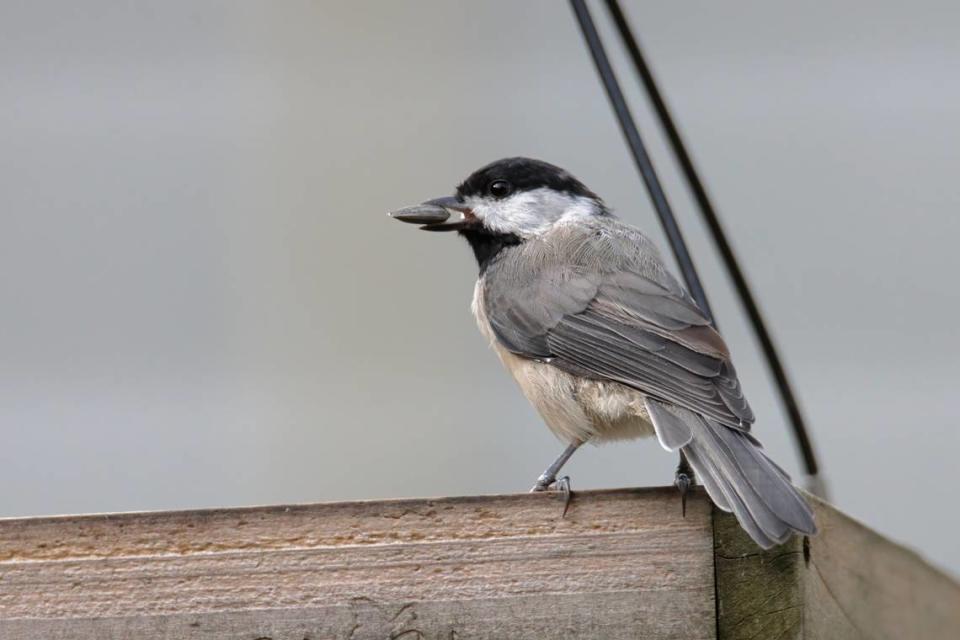 A Carolina Chickadee holding a seed, photographed by Mel Green of the New Hope Birding Alliance (formerly named the New Hope Audubon Society) Aug. 27, 2022.