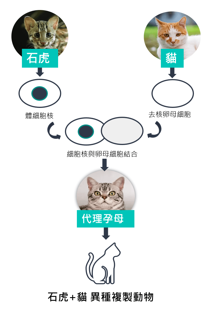 20220512nm011貓代孕石虎（台灣動物社會研究會提供）