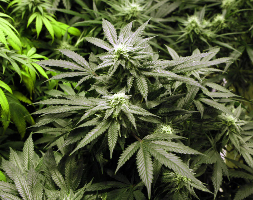 Marijuana plants flourish under the lights at a grow house in Denver, on Thursday, Nov. 8, 2012. Marijuana legalization votes this week in Colorado and Washington state don't just set up an epic state-federal showdown on drug law for residents. The measures also opens the door for marijuana tourism. (AP Photo/Ed Andrieski)