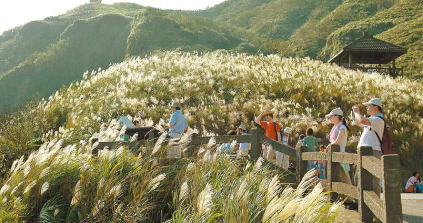 淡蘭古道的草嶺古道芒花相當美麗。（圖／新北市觀旅局提供／中國時報葉德正新北傳真）