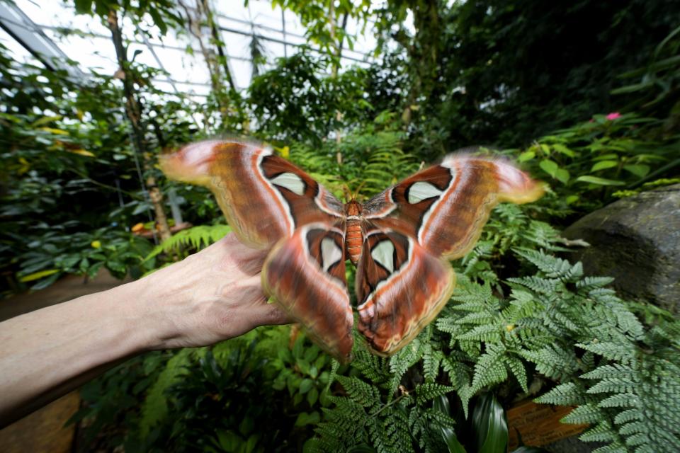 Ornithologist Francesca Rossi holds a newborn female Attacus lorquinii at the greenhouse of the of the Museo delle Scienze (MUSE), a science museum in Trento, Italy, Monday, May 6, 2024. The Butterfly Forest was created to bring public awareness to some of the research that MUSE is doing in Udzungwa Mountains to study and protect the world’s biodiversity against threats such as deforestation and climate change. (AP Photo/Luca Bruno)