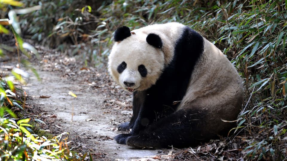 A wild giant panda in China's Qinling Mountains stares at the camera in March 2016.  - Xinhua/Shutterstock