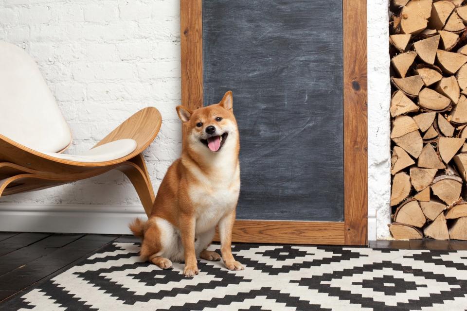 A Shiba Inu dog sitting in front of a blank chalk board.