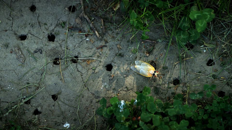 A periodical cicada that has just shed its outer skeleton crawls among holes dug by emerging cicada nymphs on May 20, 2021, in Takoma Park, Maryland. - Chip Somodevilla/Getty Images