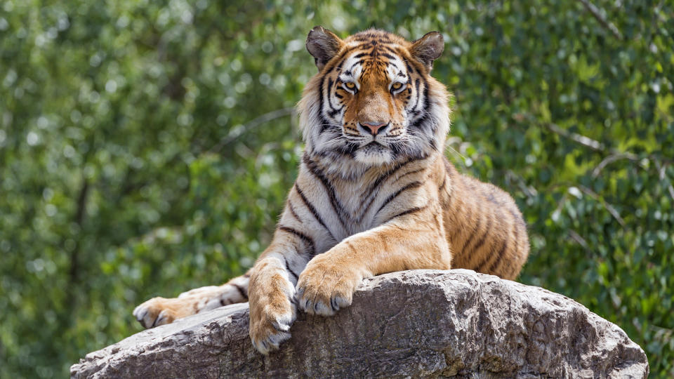 A young Siberian tiger posing on the top of a big rock