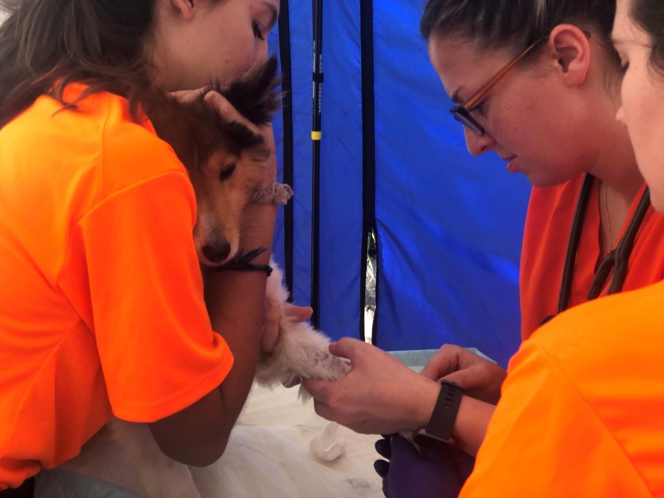 A medical team treats a dog Tuesday at the University of Florida's mobile veterinary hospital. The hospital is operating in Fort Myers' Terry Park.