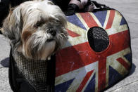 A dog in a bag bearing a British flag, at Syntagma Square in central Athens, Wednesday, March 29, 2017. Britain will begin divorce proceedings from the European Union later on March 29, starting the clock on two years of intense political and economic negotiations that will fundamentally change both the nation and its European neighbors. (AP Photo/Petros Karadjias)