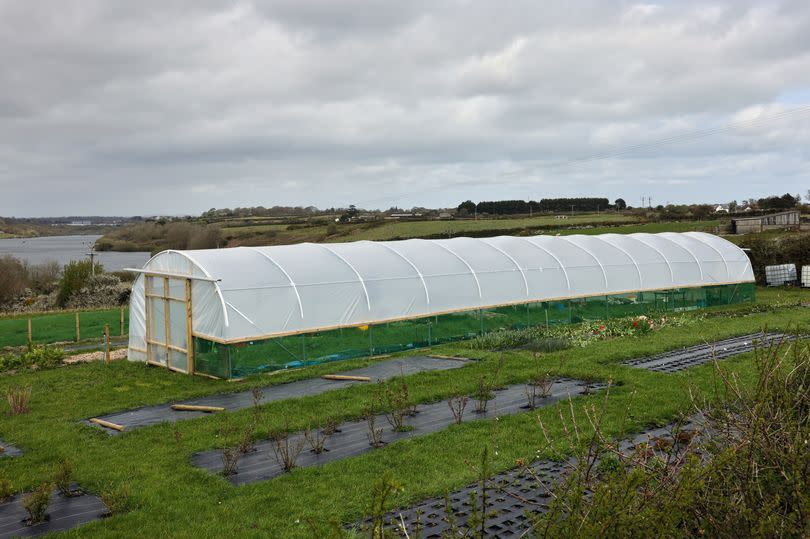 The large poly tunnel with Argal Reservoir near Falmouth in the background