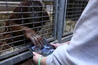 Iris, a 25-year-old orangutan at the Smithsonian's National Zoo, uses an iPad as part of Orangutan Outreach's Apps for Apes program. (Photo by Elliott Fabrizio, Smithsonian’s National Zoo) <br> <br> <a href="http://news.yahoo.com/apes-ipads-national-zoo-150122086.html" data-ylk="slk:Click here for the full story from LiveScience.com;elm:context_link;itc:0;sec:content-canvas;outcm:mb_qualified_link;_E:mb_qualified_link;ct:story;" class="link  yahoo-link">Click here for the full story from LiveScience.com</a>