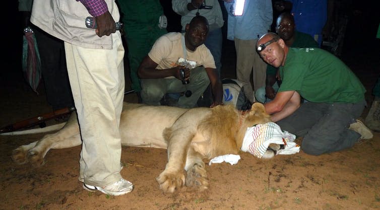 <span class="caption">Assisting with translocating a livestock-raiding lion to Waza National Park, Cameroon.</span> <span class="attribution"><span class="license">Author provided</span></span>