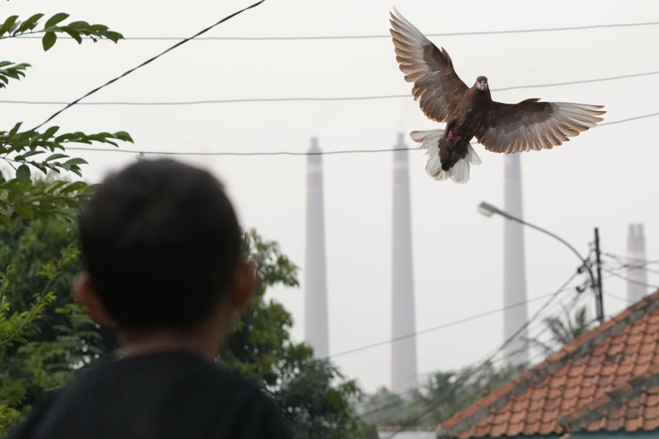 A young boy plays with his race pigeon as chimneys of a nearby coal power plant looms in the background in Cilegon, Banten province, Indonesia, on Oct. 3, 2023. Pollution is causing respiratory illnesses and deaths to rise in Indonesia's island of Java, including the capital, Jakarta. Data gathered by IQAir, a Swiss air technology company, regularly ranks Jakarta as one of the most polluted cities in the world. Blue skies are a rare sight and the air often smells like fuel or heavy smoke. (AP Photo/Achmad Ibrahim)