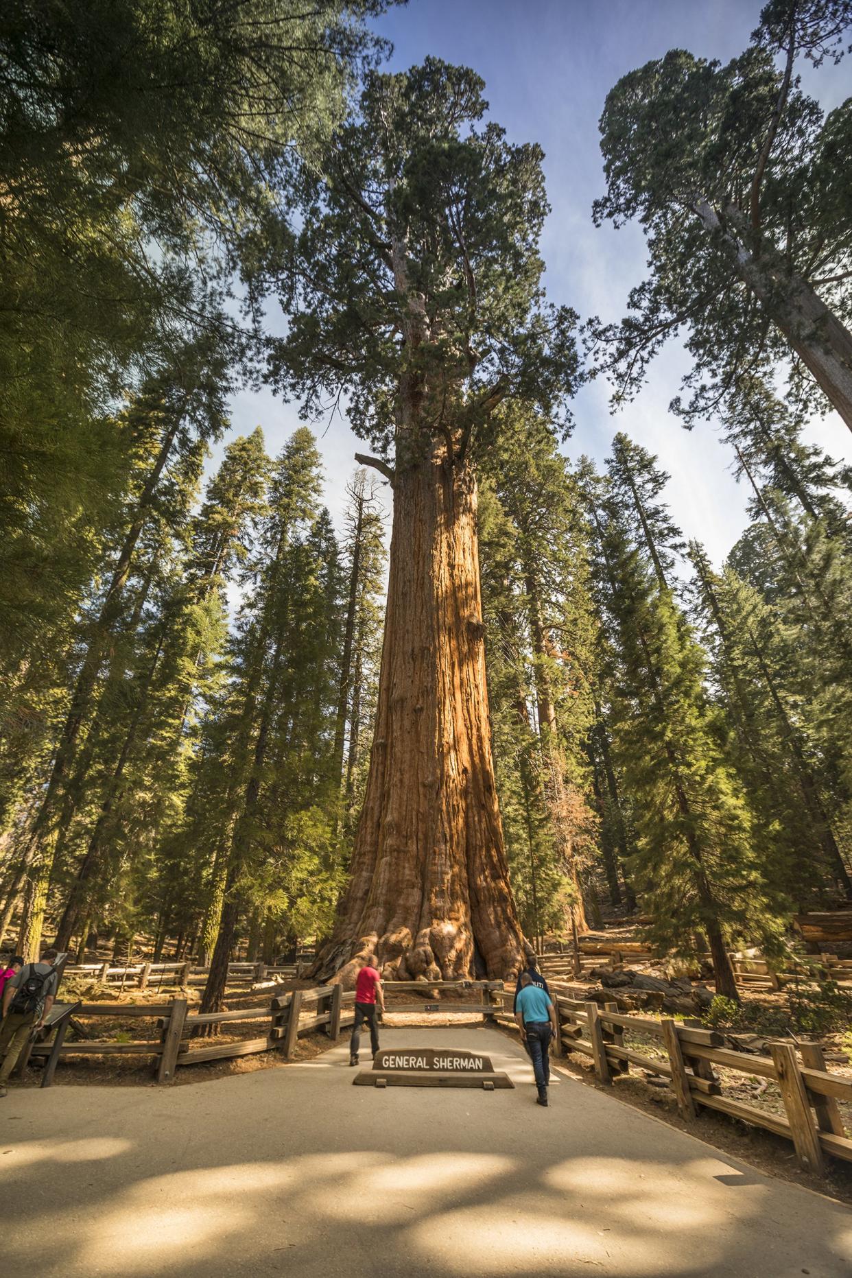 General Sherman, Sequoia National Park