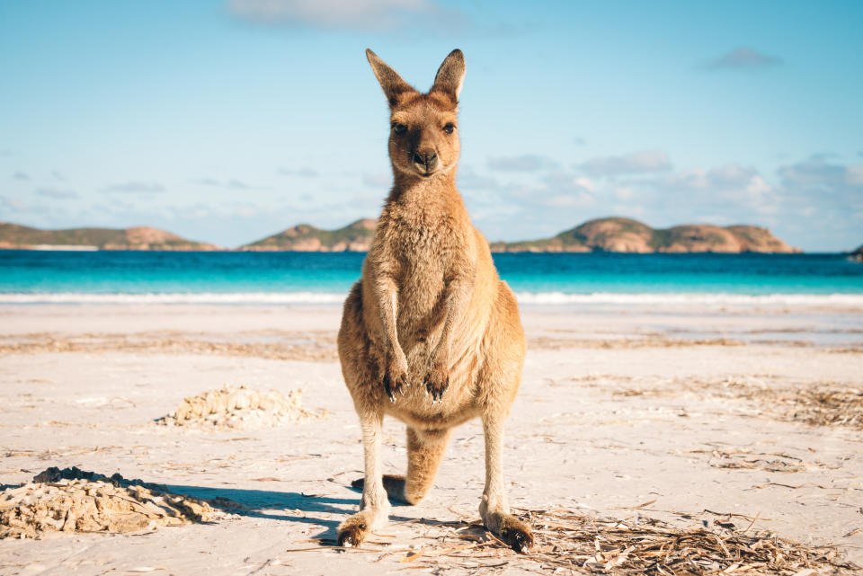 Kangaroo at Lucky Bay in the Cape Le Grand National Park near Esperance, Western Australia