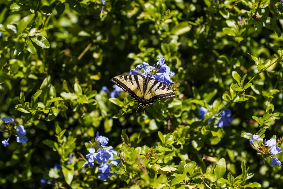 A butterfly sits atop a purple flower