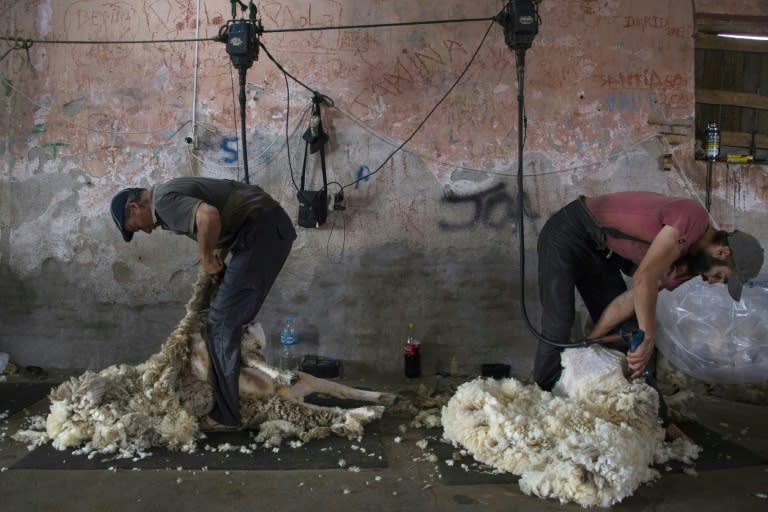 Ranch employees shear sheep in the Uruguayan town of Florida -- the small South American country has only 3.5 million inhabitants but almost double the number of sheep at 6.6 million