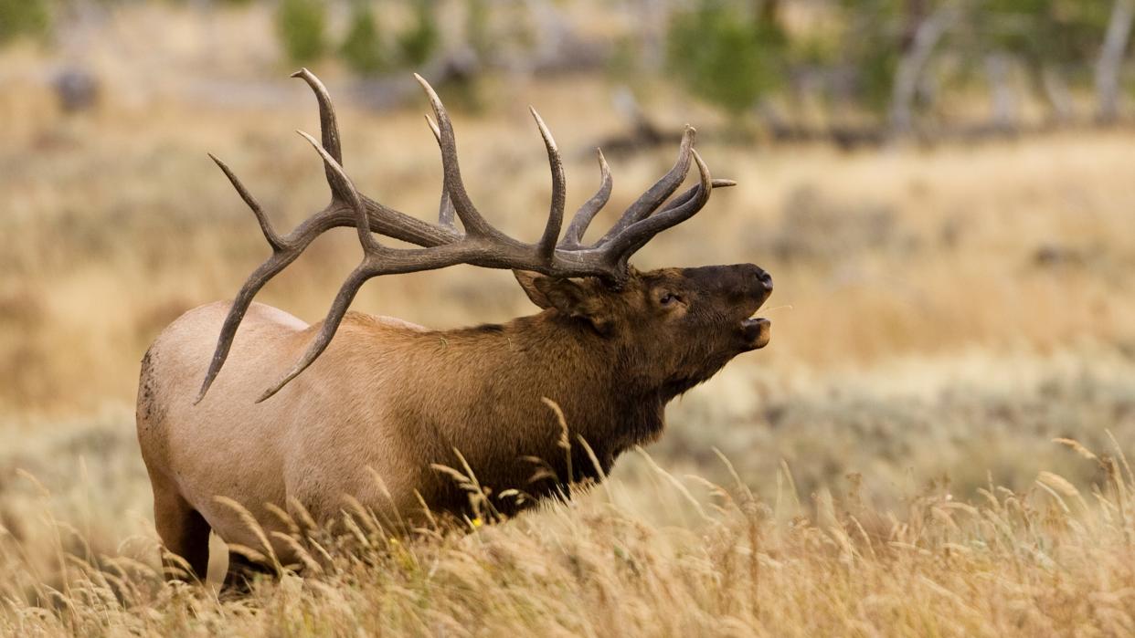  Bull elk in field bellowing. 