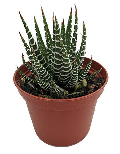 Zebra Plant - Haworthia fasciata - Easy to grow/Hard to kill Succulent- 2.5