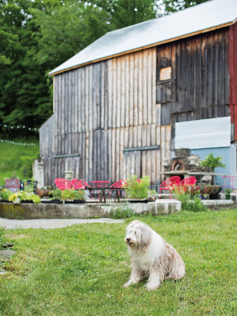 Dog hanging out in a backyard with a barn