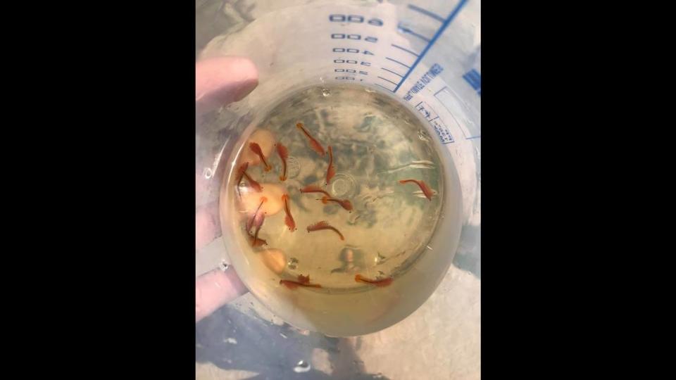 The 1-inch, translucent critters with “11 pairs of appendages” are found in pools in Oregon and California, according to The National Wildlife Federation.