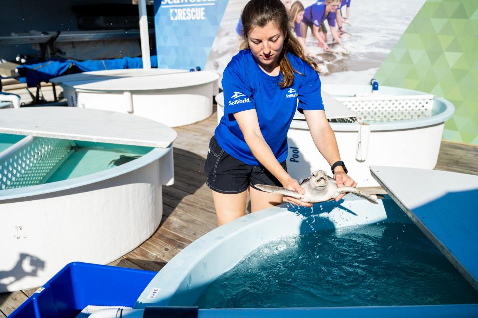 SeaWorld Rescue worker transporting a rehabilitated turtle.