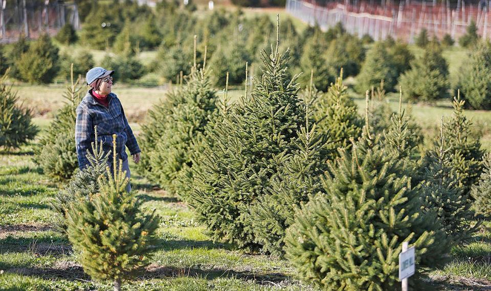 At Tree Berry Farm on the Norwell-Scituate town line, owner Beverly Westerveld looks over trees that will be sold.
