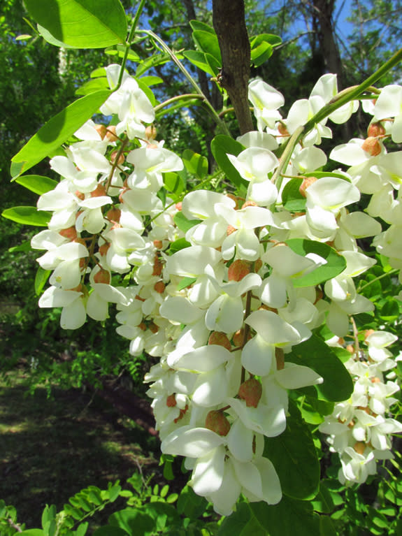 The flowers of the black locust. Black locust is not native to the coastal plain of Virginia, but was exported by the native population for use in making bows and other objects in pre-European-contact North America. Black locust now has the wid