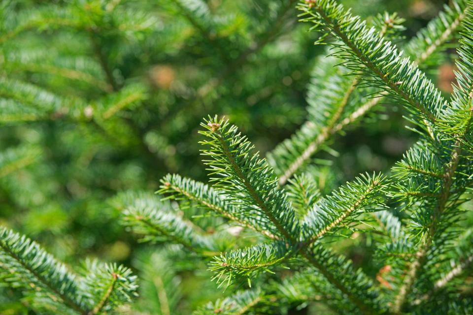 7) Balsam Fir