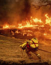 A firefighter carries hose while battling the Glass Fire in a Calistoga, Calif., vineyard Thursday, Oct. 1, 2020. (AP Photo/Noah Berger)