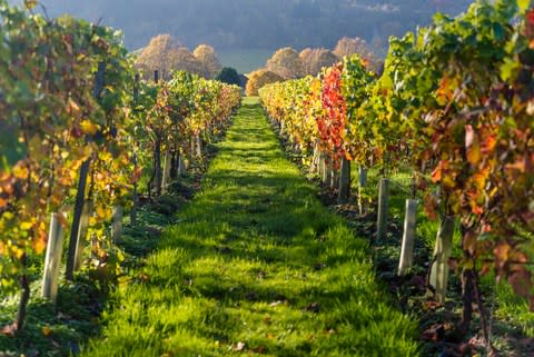 Denbies Wine Estate - Credit: Getty